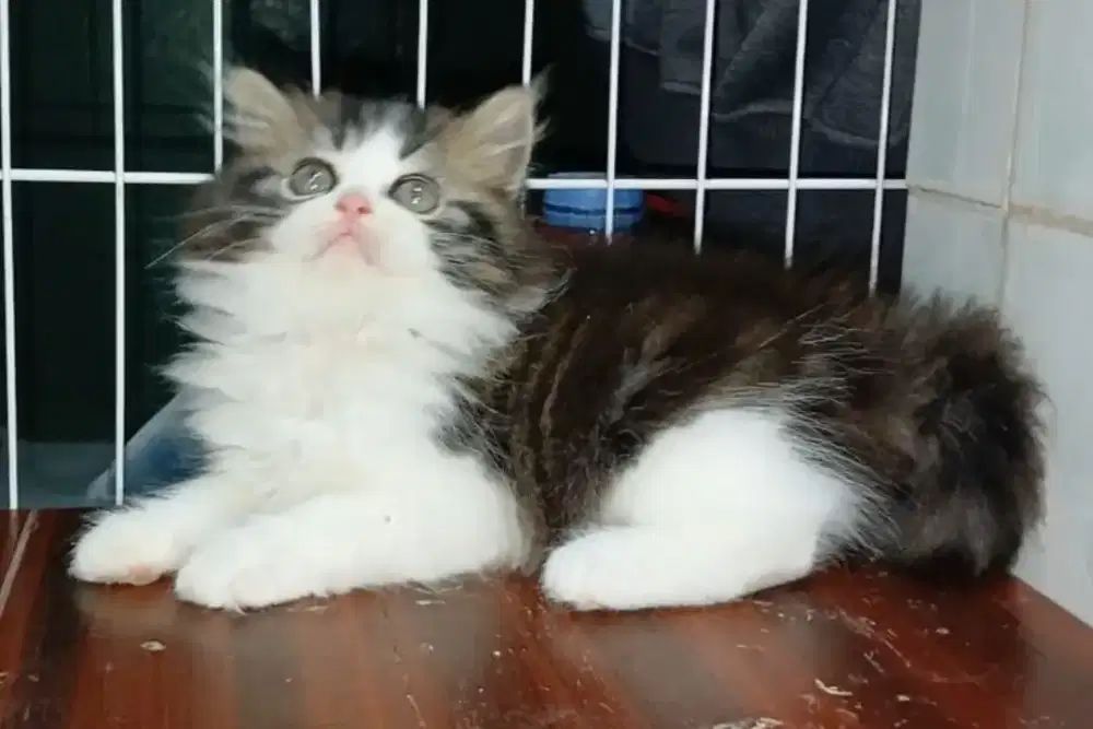 Kucing kitten persia