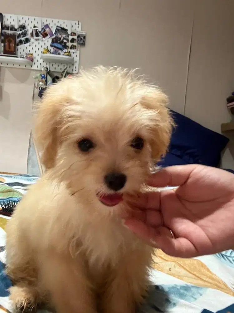 Jual anakan anjing Pom x Poodle