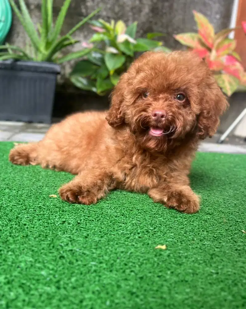 Di Jual Puppy Red Toy Poodle jantan 2500
