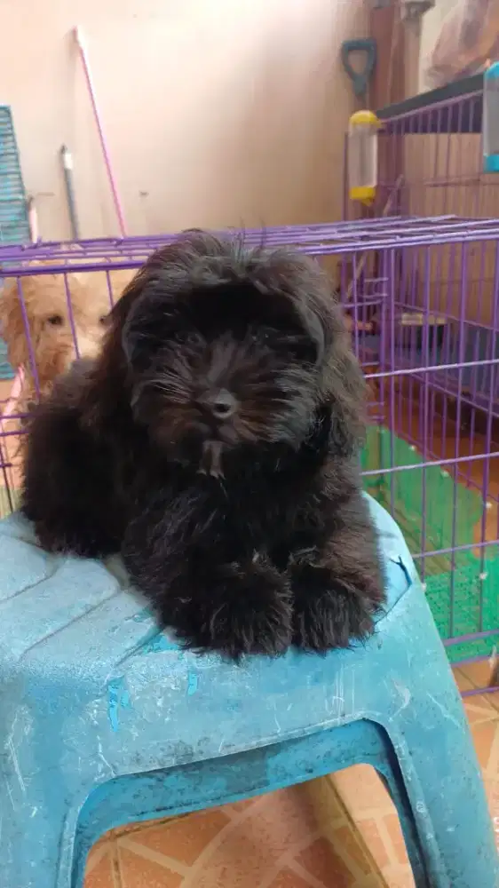 Anak Anjing ShihPoo