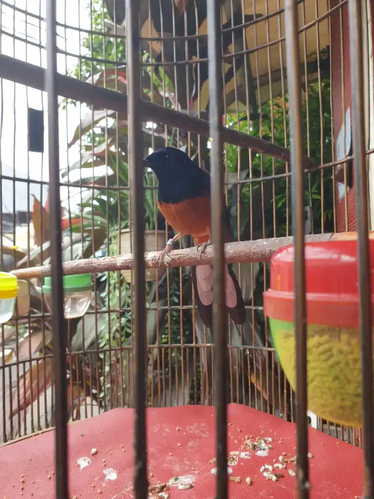 JUAL CEPAT MURAI MEDAN