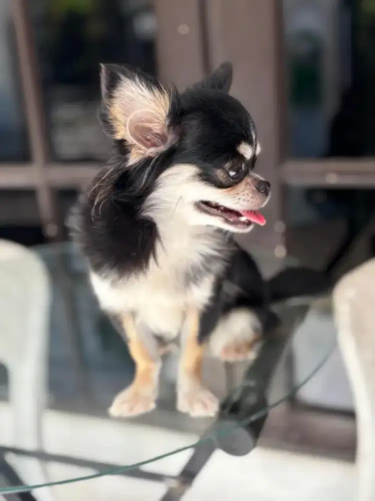 Chihuahua long coated