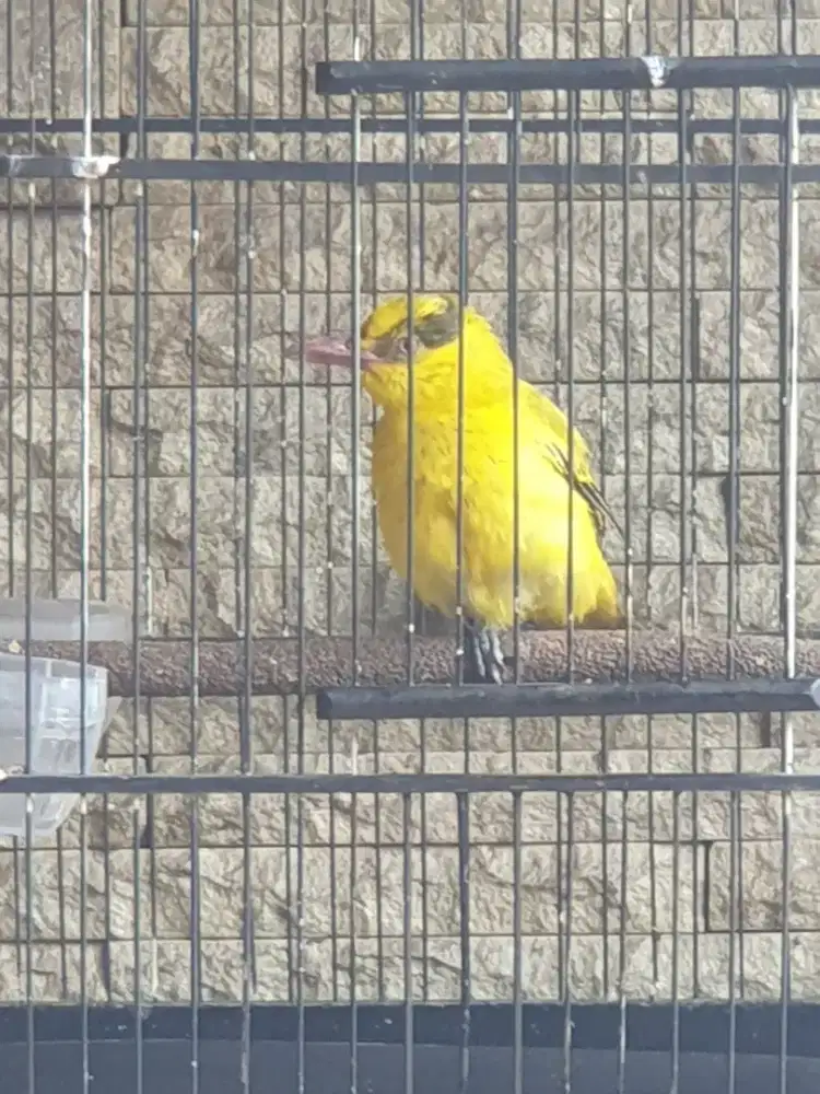 JUAL CEPAT KEPODANG JAWA