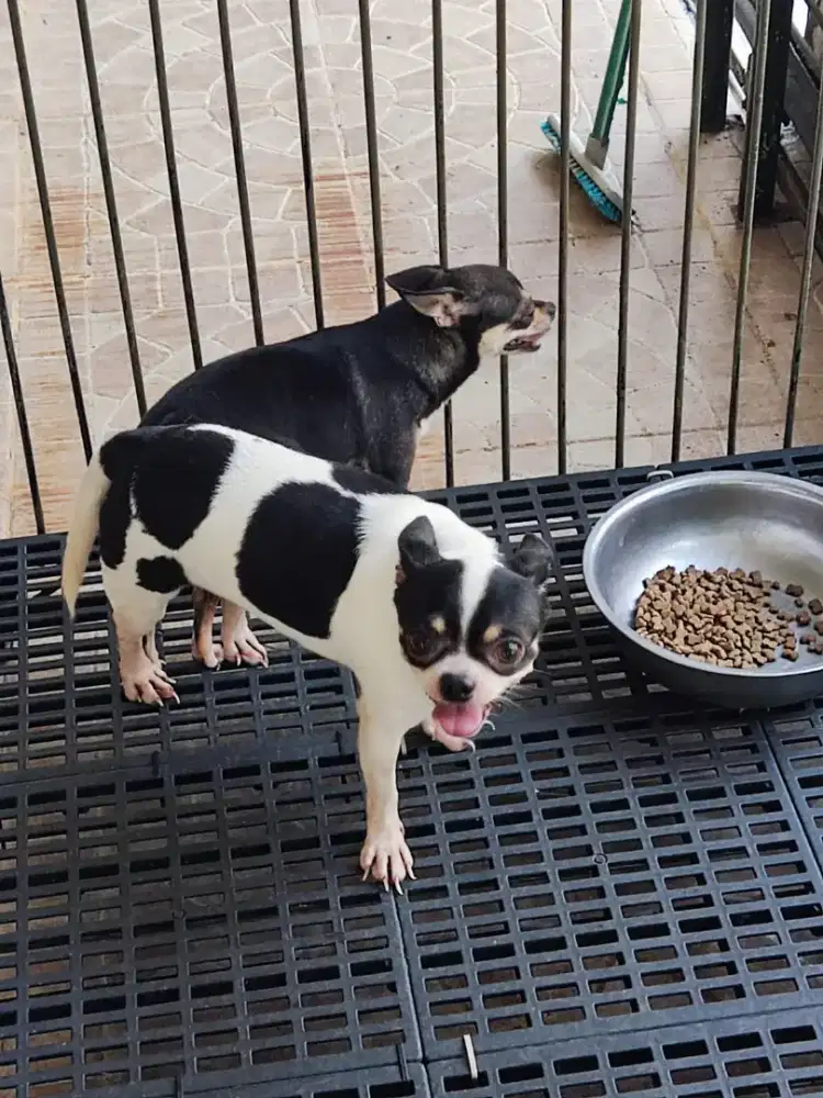 Sepasang Chihuahua dewasa + Hamil