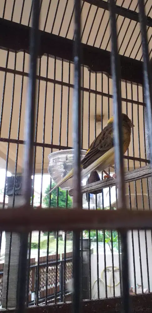 Kenari f1ys .jaminan  jantan.body besar.panjang