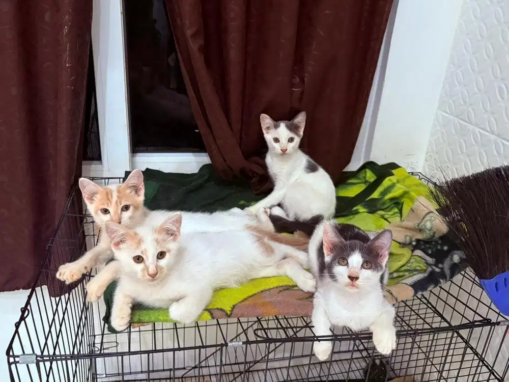 kitten mixdome 2.5bln