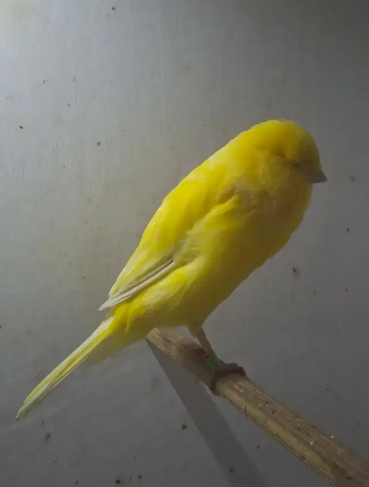 YSL BETINA SIAPAN 10 BLN