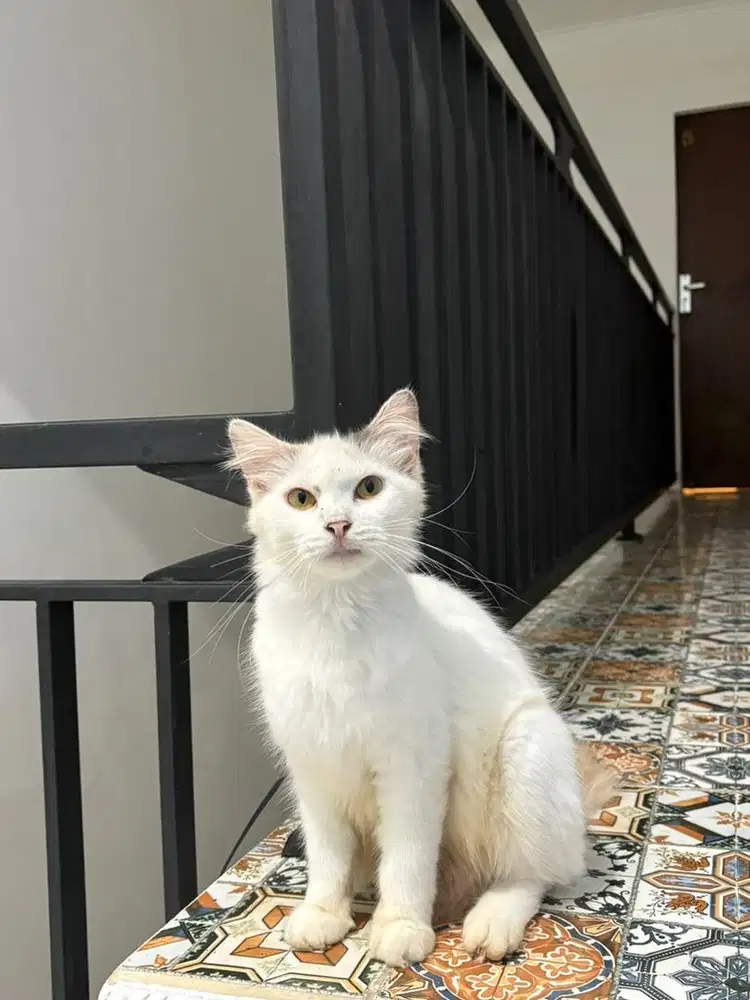 indukan betina proven calico