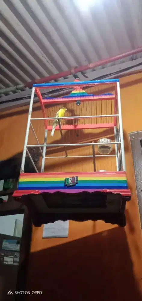 F1rasmi gacor warna idaman