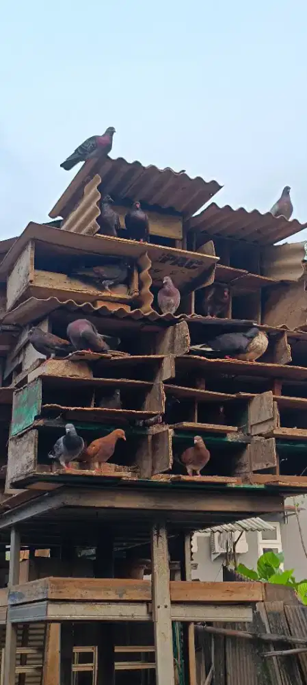 Burung Dara 1 an atau borongan