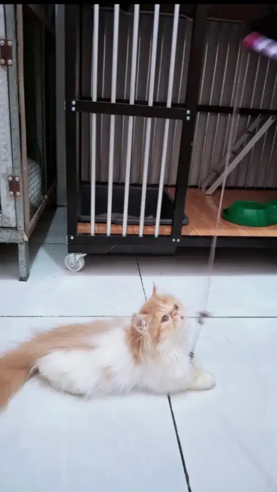 Kucing persia 3 bulan