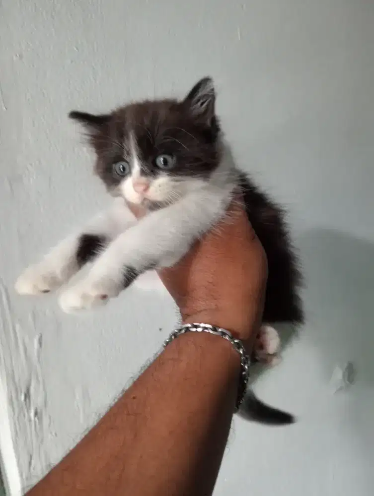 Persia ( b ) usia 2 bln