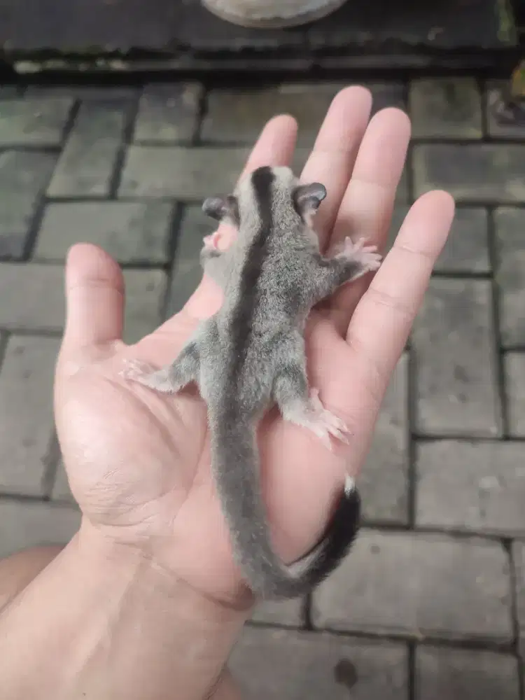 Sg joey WF het creamino ph leucistic (female) sugar glider