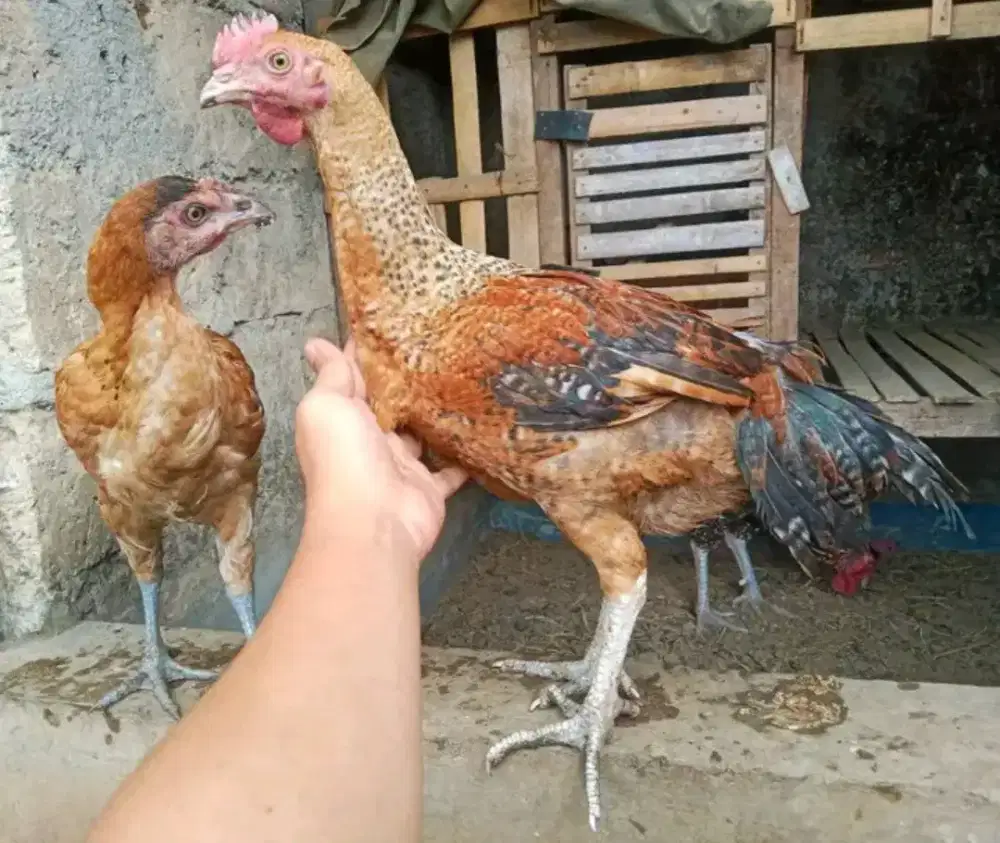 AYAM PELUNG 2 PASANG