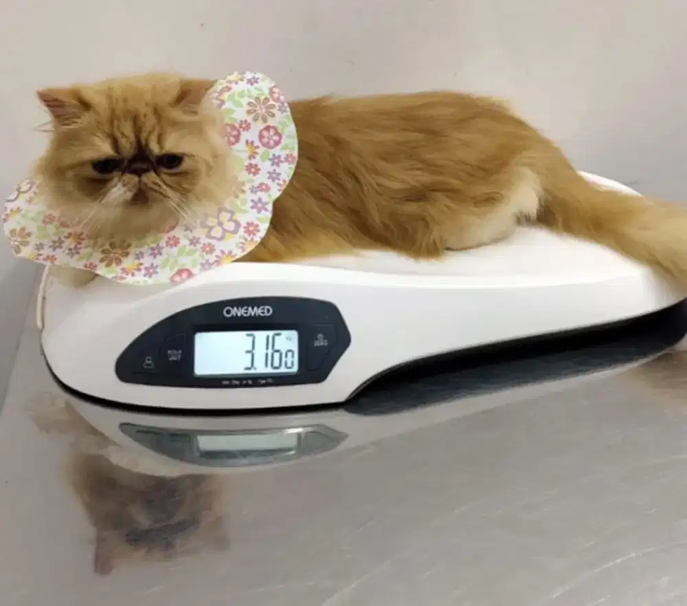 LEPAS ADOPSI PEAKNOSE BETINA