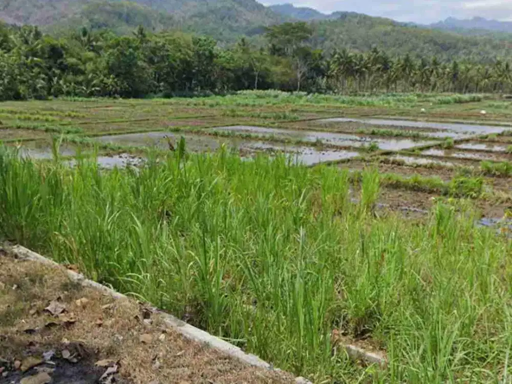 Tanah Murah View Mewah di pengasih Kulon progo