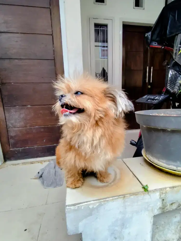 Anjing shih tzu mini