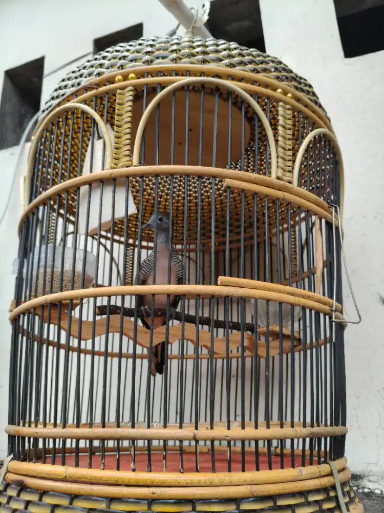 Bangkok Double Ring trah Kontes