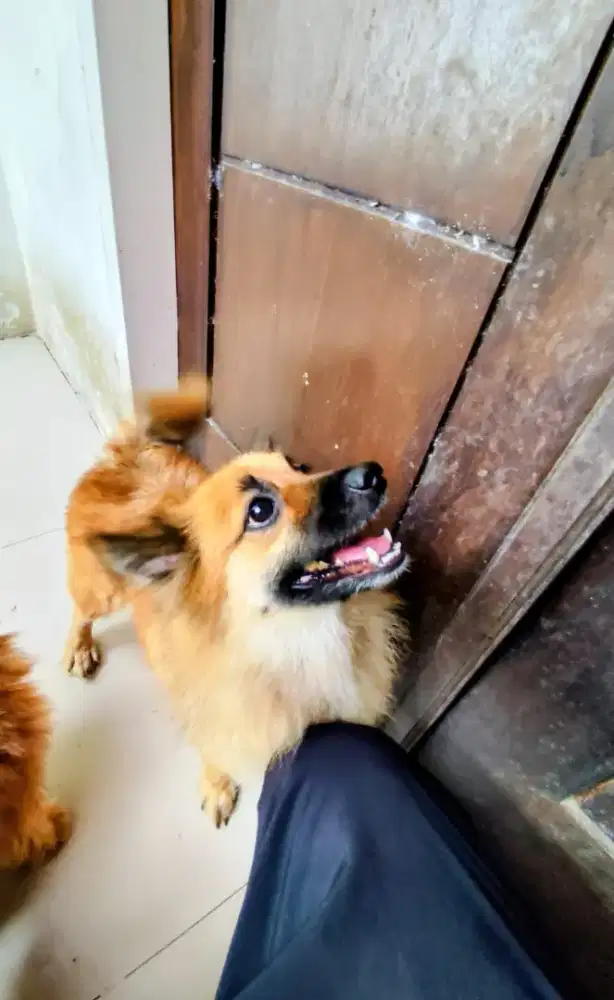 Anjing mix pomeranian