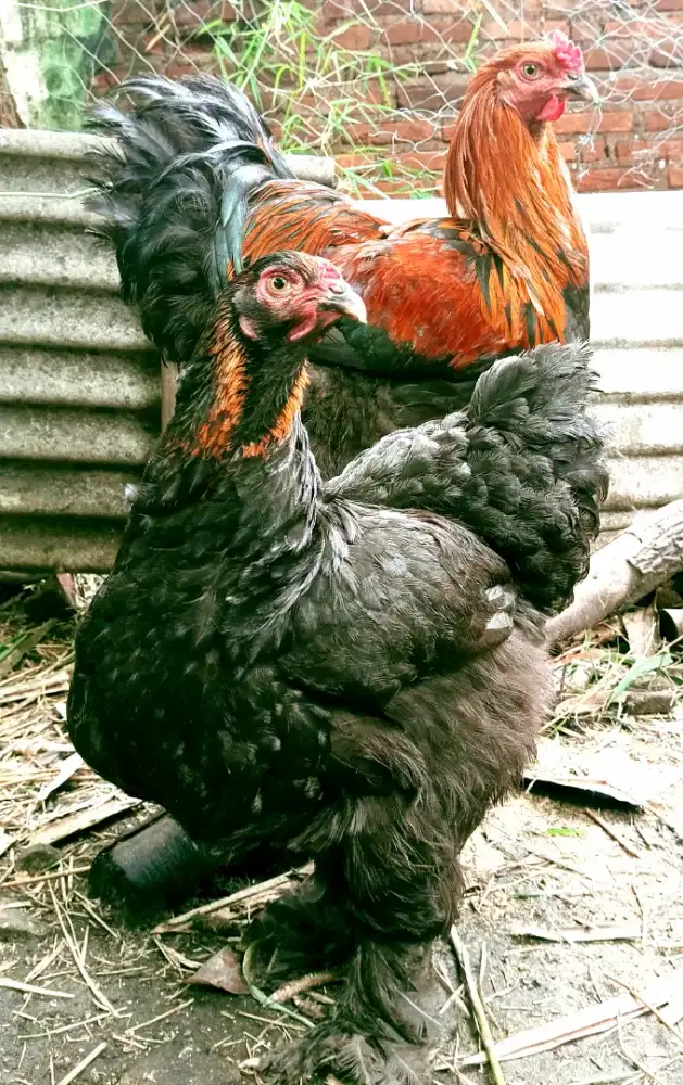 AYAM BRAHMA BLACK SEPASANG