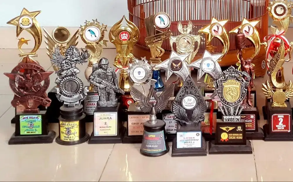 piala dan sertifikat lomba burung murai batu