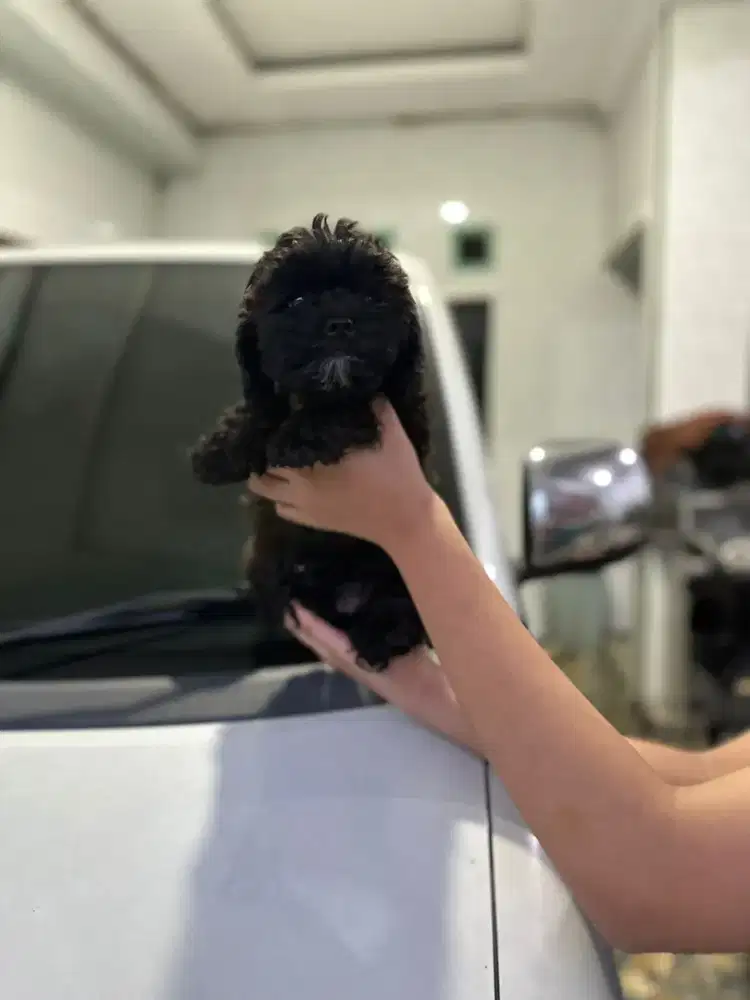 Shipoo shihtzu poodle vaksin