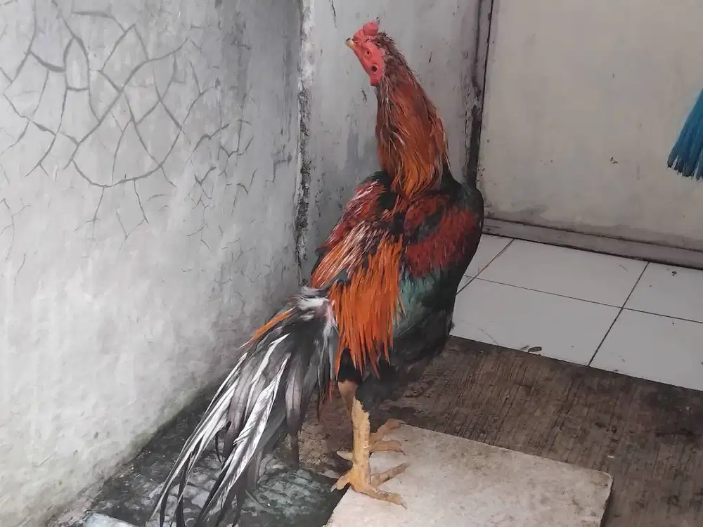 Ayam bukan bangkok mangon x birma mabung