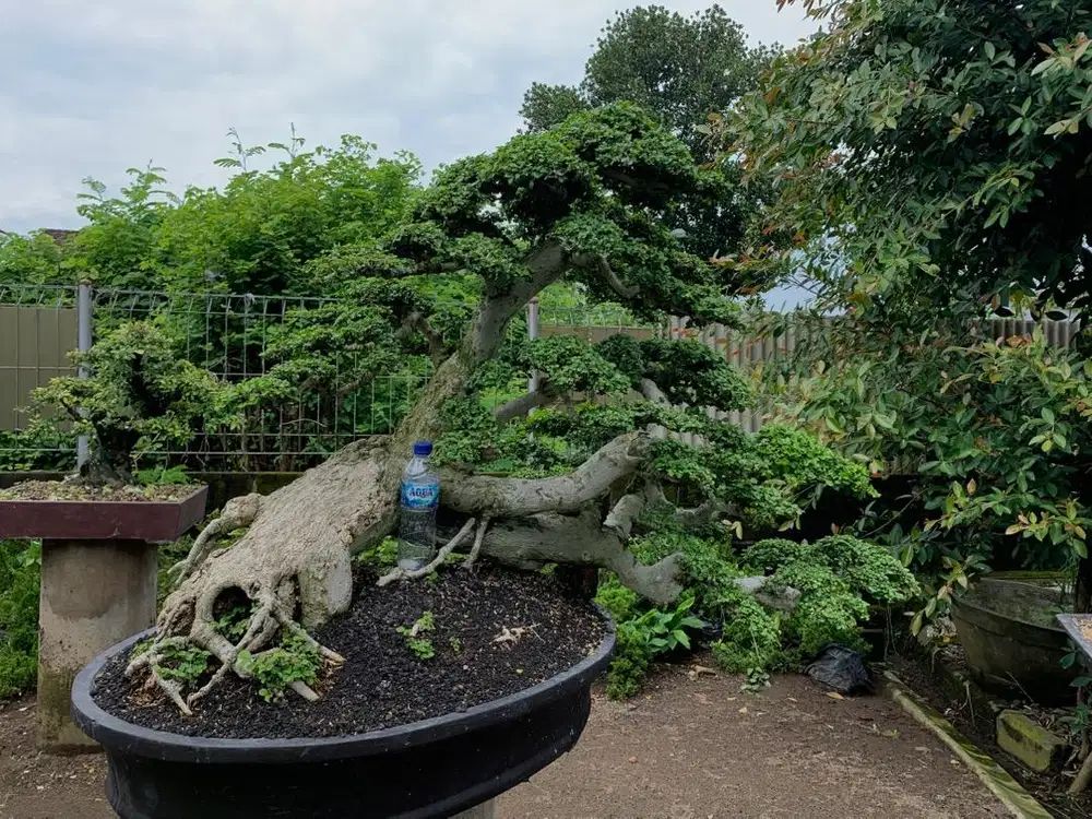 Bonsai Serut Besar