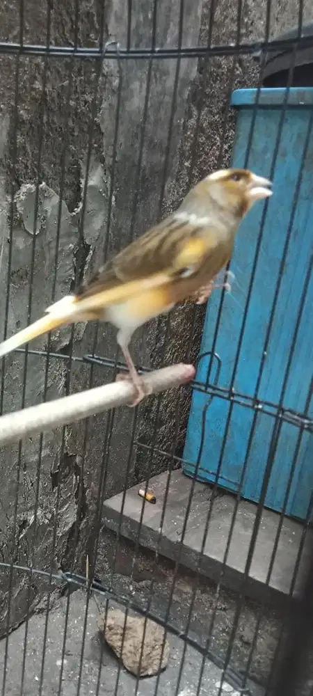 Kenari kalitan gacor ngerek