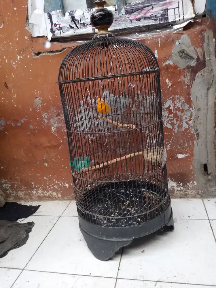 Kenari fullset gacor bisa dibantu kirim2