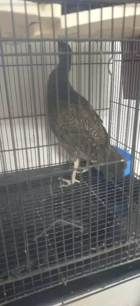 Ayam hutan hijau jantan usia 6 bulanan fullset sama kandangnya