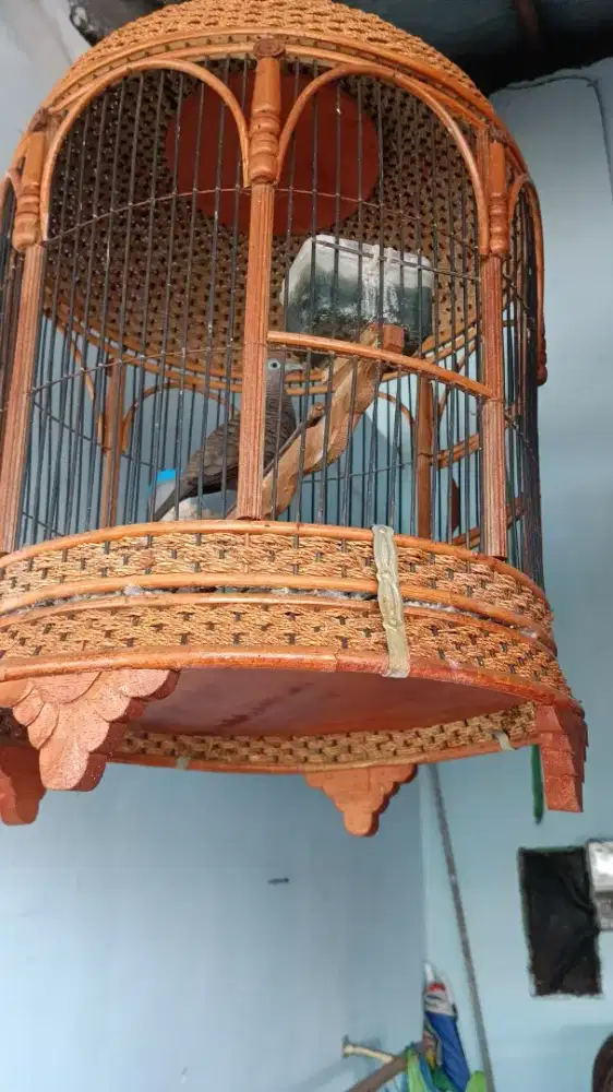 Burung perkutut cemani