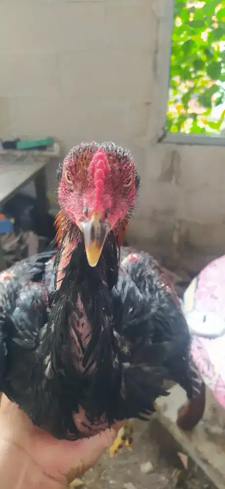 Ayam  Bangkok  usia  6  bulan
