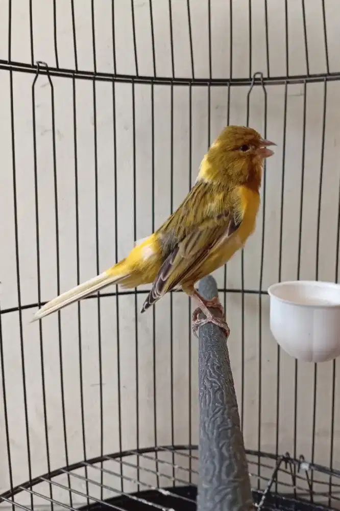 Burung Kenari fullset