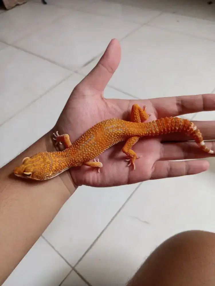 Geko koleksi Free kandang