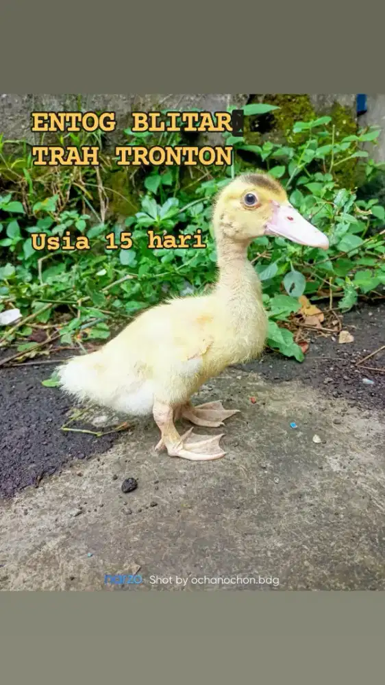 Entog blitar jumboan