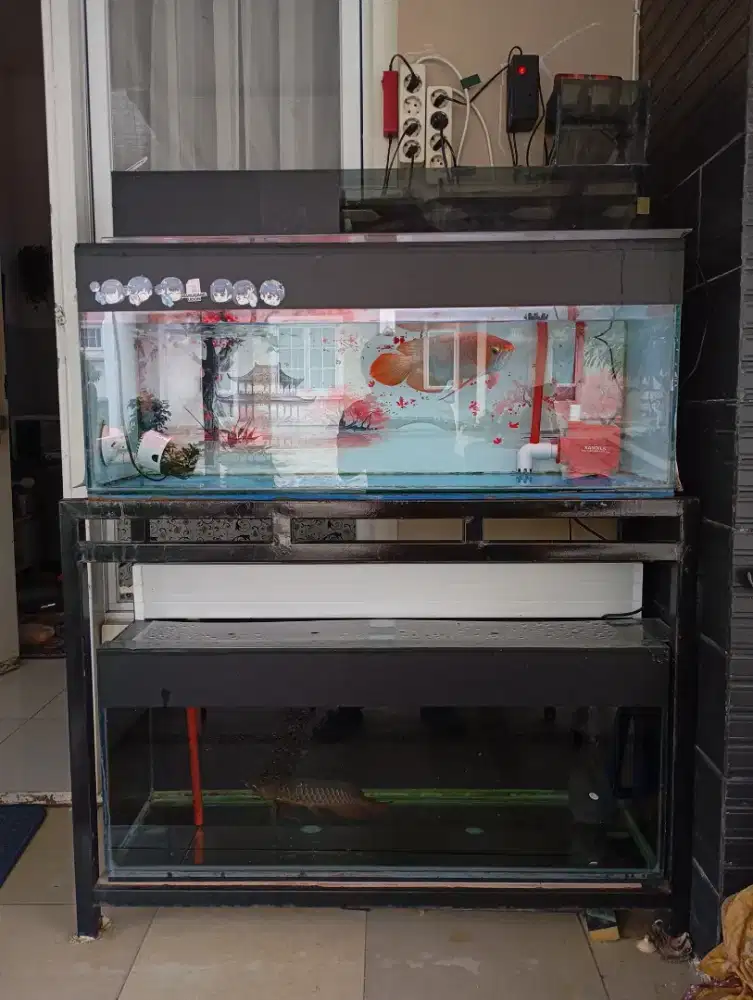 arwana super red dan golden red sertifikat lengkap fullset