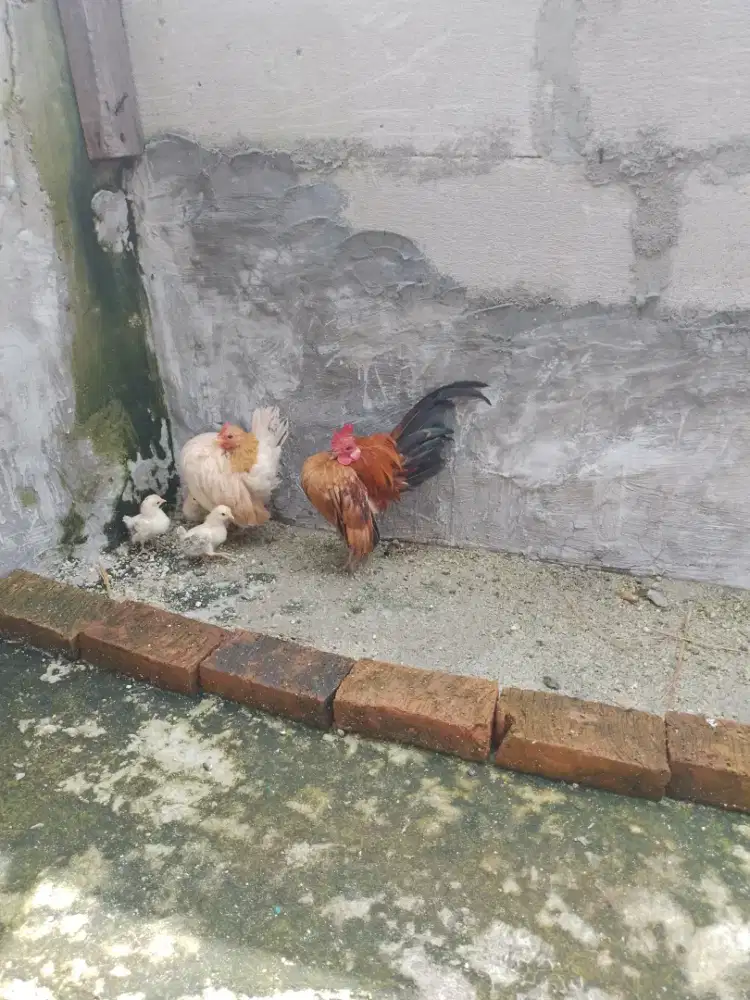 Sepasang indukan serama selam size A,