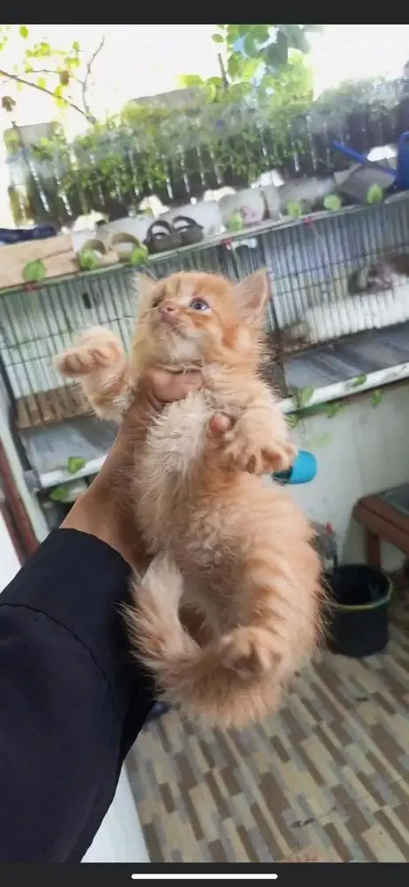 Kitten persmed jantan