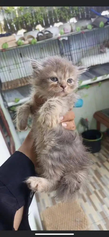 Kitten persmed jantan