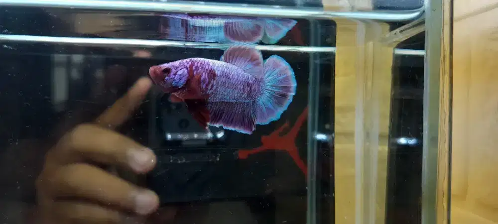 PK Flower Simer Simer