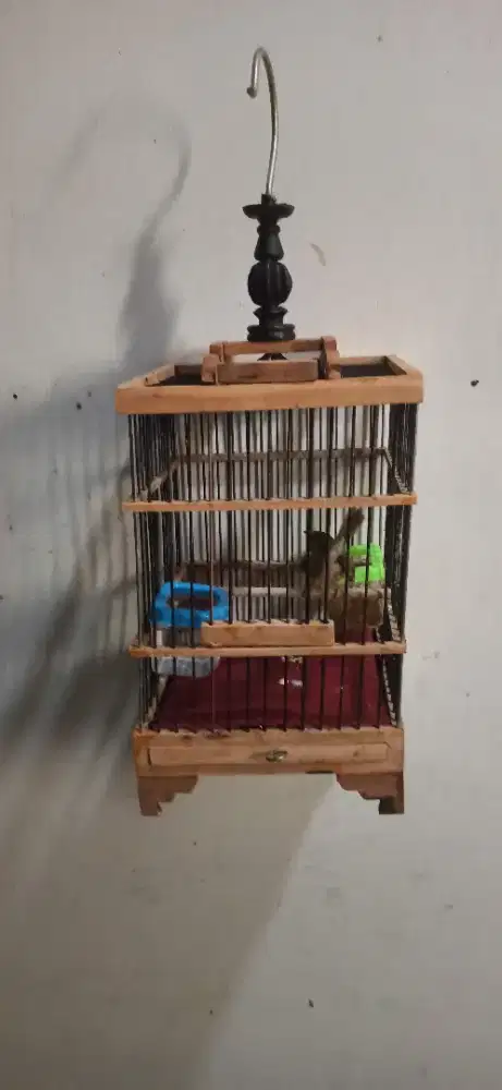 Prenjak lumut + kandang