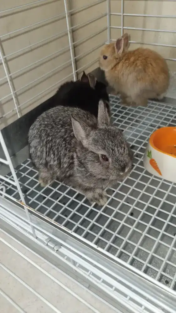 Kelinci ND abu sm hitam umur 3bulan. Orange 2bln 13hari