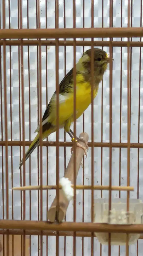 Burung kenari F1ys betina