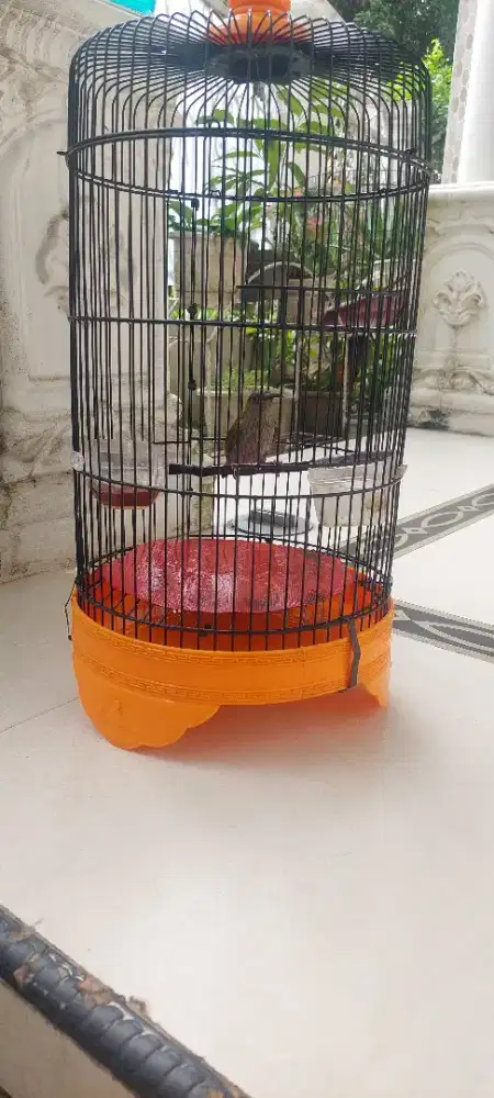 Pijantung Gunung Semi Jinak