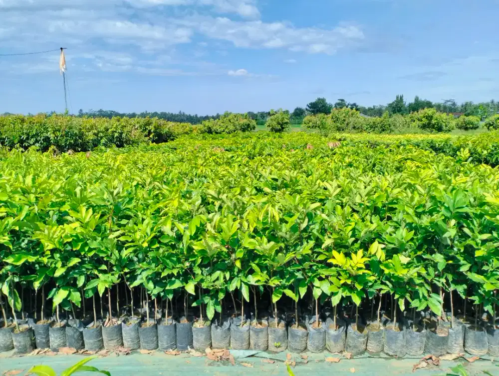 Bibit rambutan rapiah