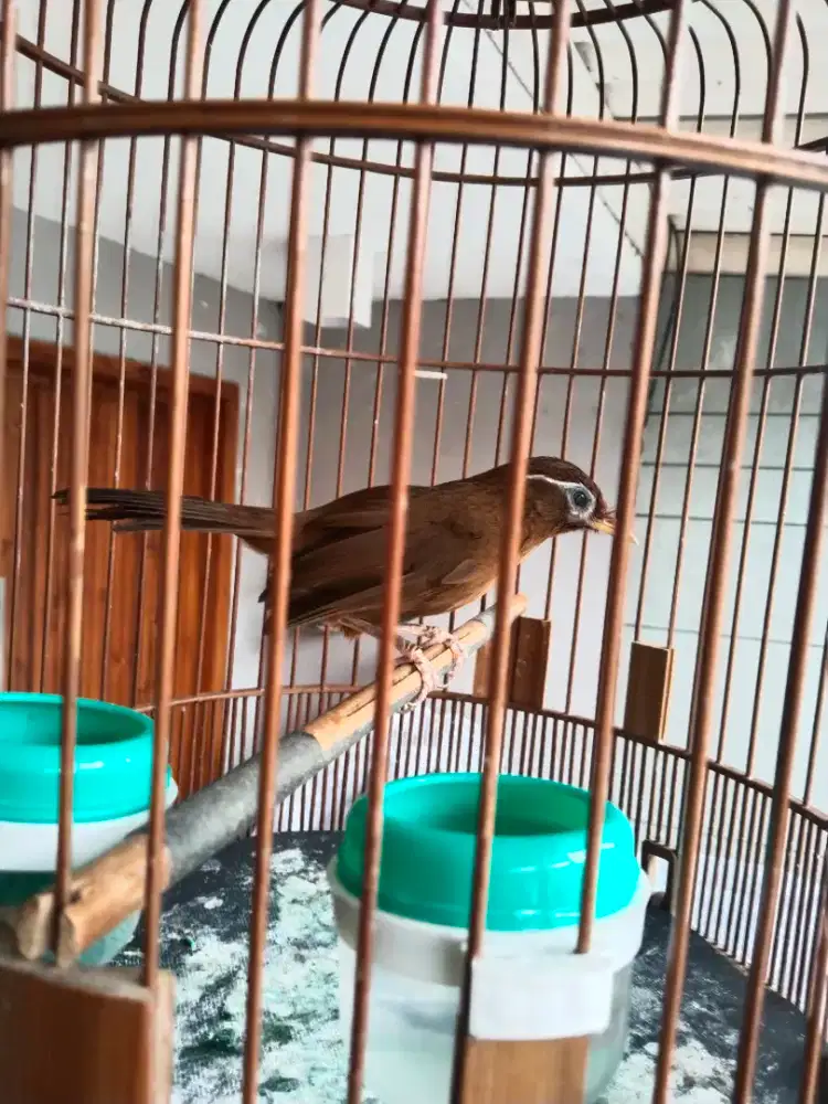 Wambi Lokal minus katarak dan serak