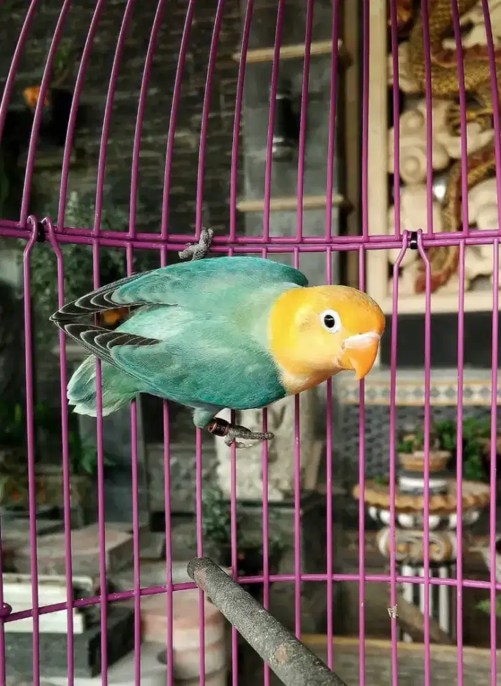 Lovebird Paud (Manuk Katresnan)