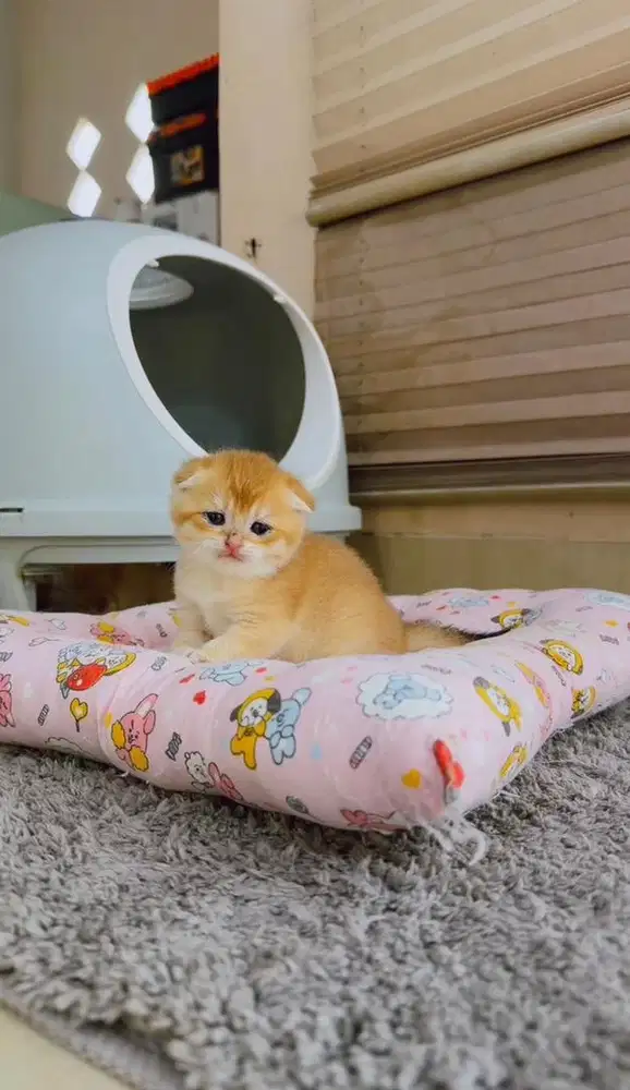 Open Booking Scottish Fold Golden ( anakan import ) nonped