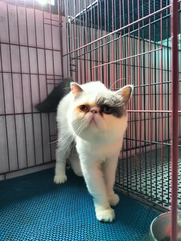 Kucing Persia peaknose Exo / Jasa pacak
